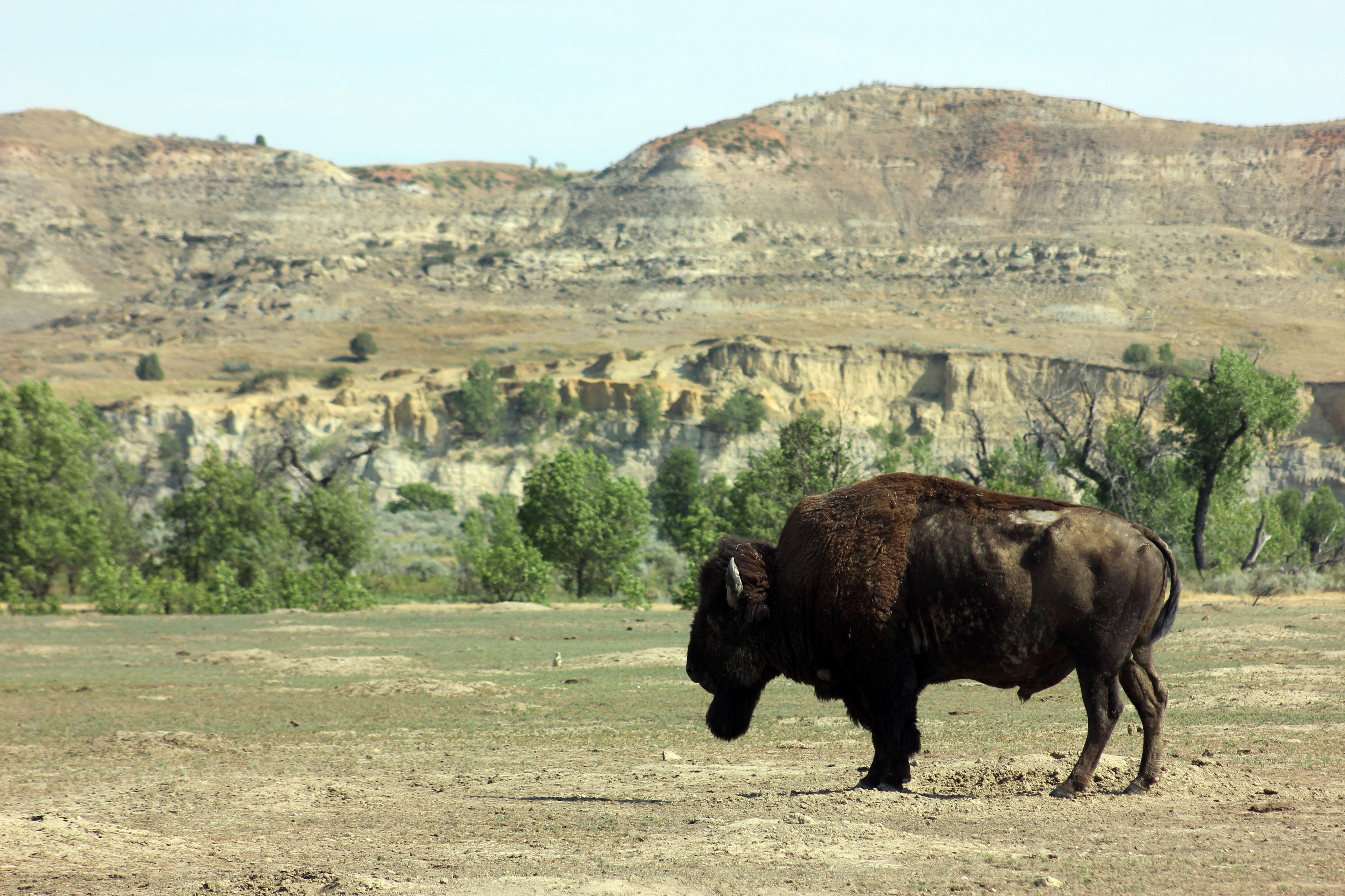 Buffalo in North Dakota