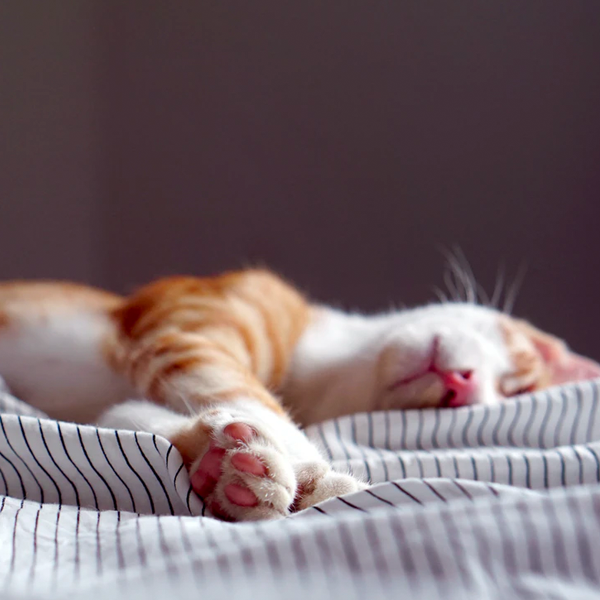 cat sleeping