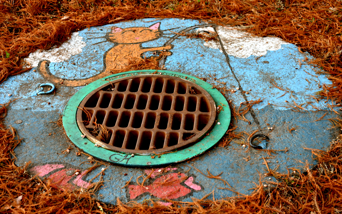 storm drain with a cat fishing