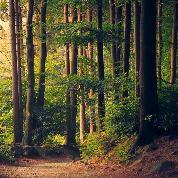 trees