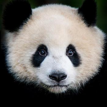 face of a panda bear