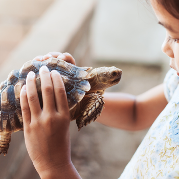 a young student with a turtle