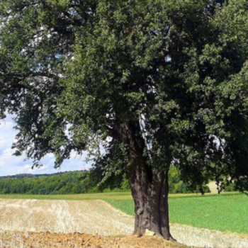 view of a large tree in a field