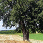 view of a large tree in a field