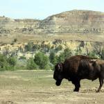 Buffalo in North Dakota